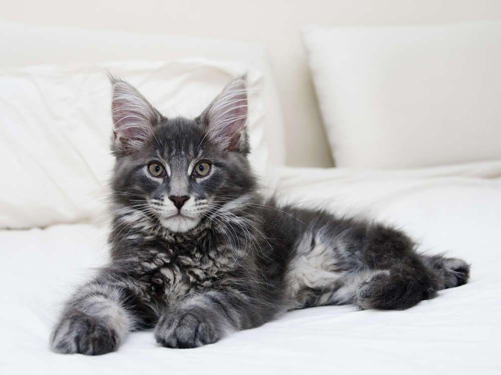 Black Silver Maine Coon - HD Wallpaper 