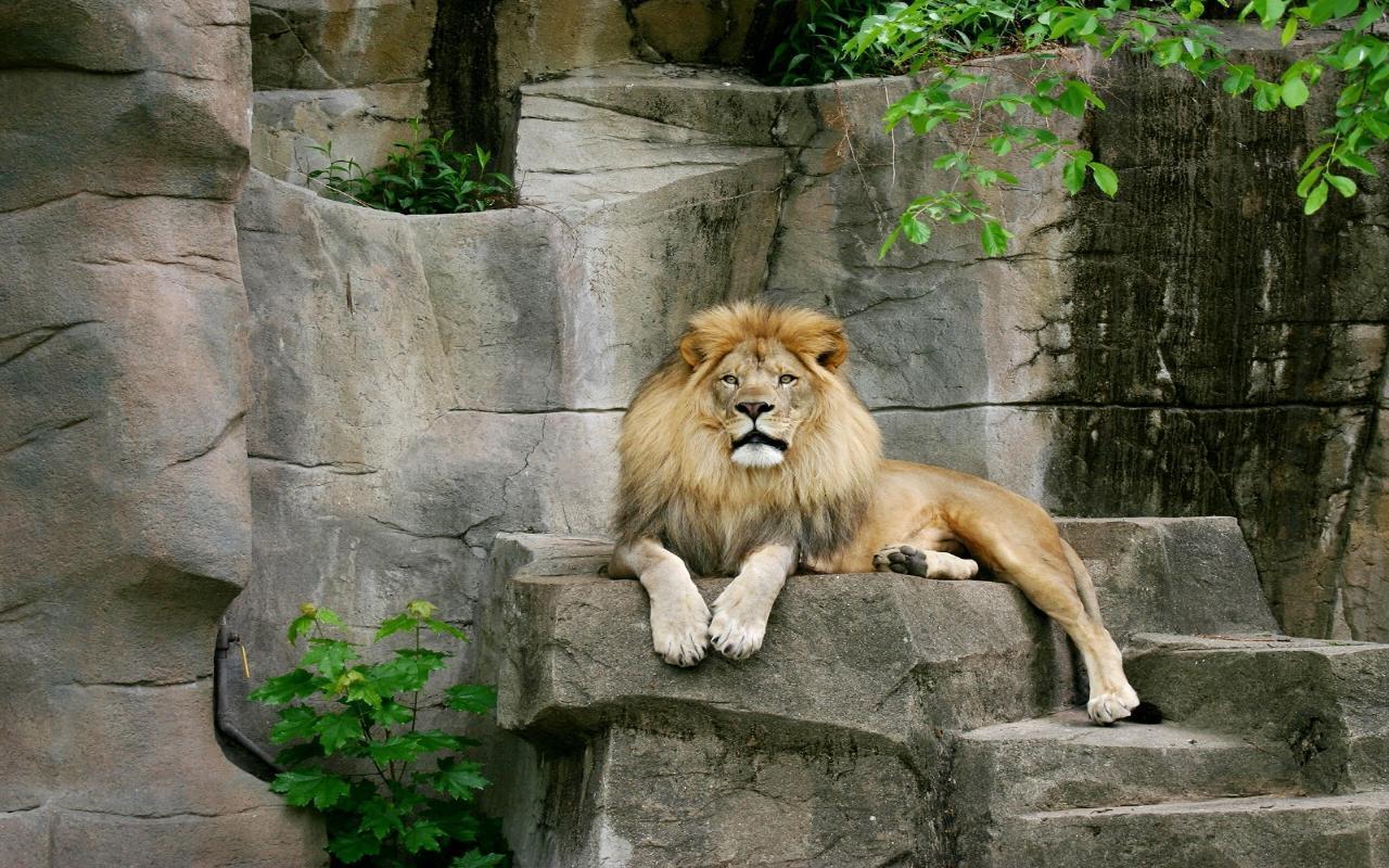 Binatang Widescreen Wallpaper - Lion Sitting On Rock - HD Wallpaper 