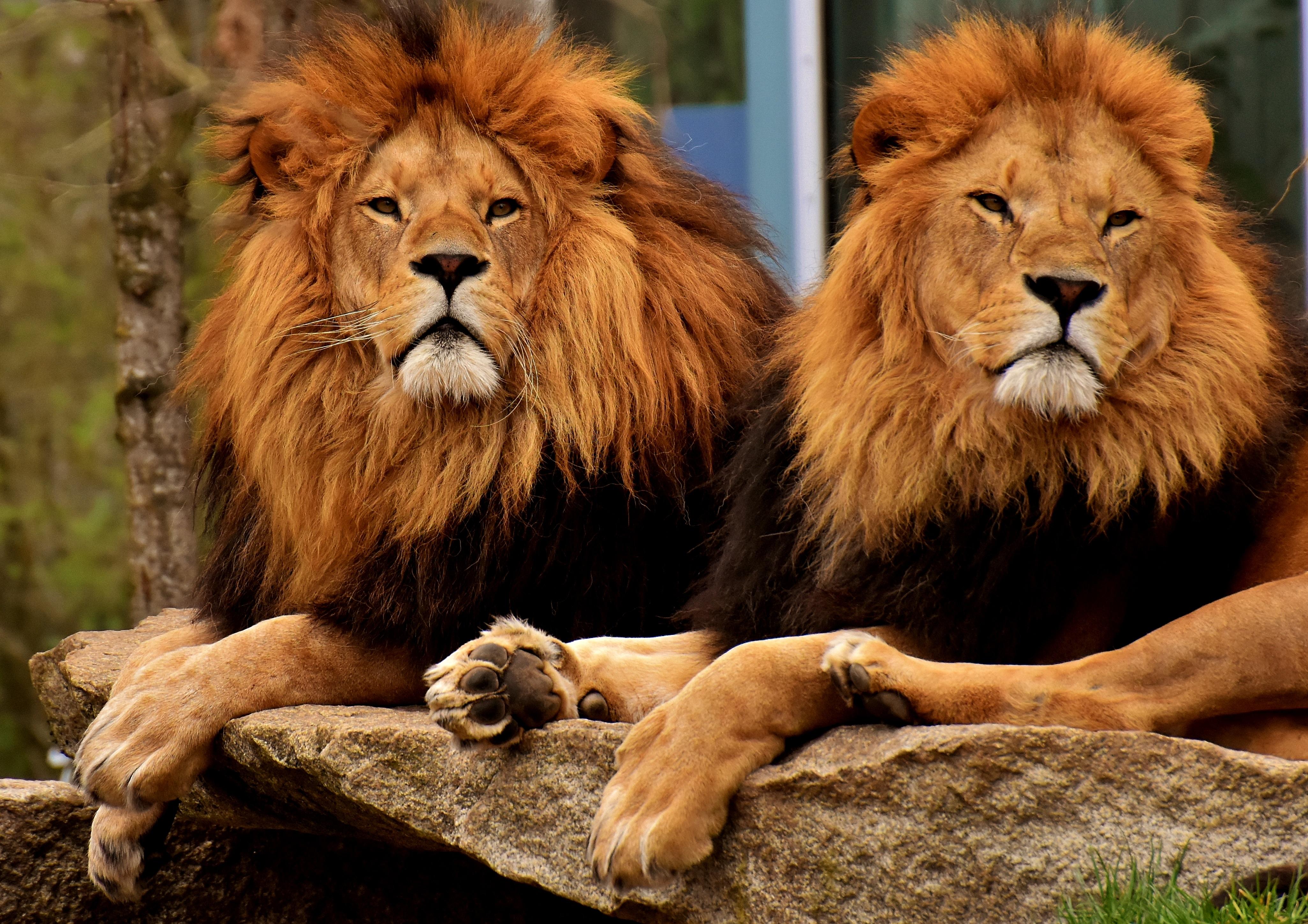 Singa, Predator, Moncong, Surai, Raja Binatang Buas - Lion Group Images Dangerous - HD Wallpaper 