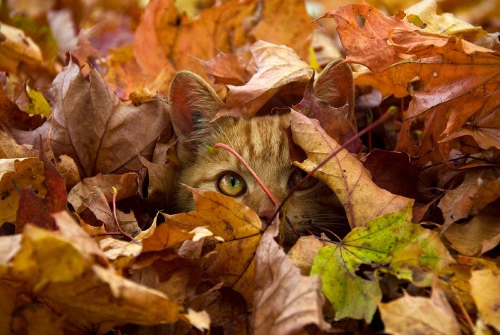 Cat Autumn Leaves - HD Wallpaper 