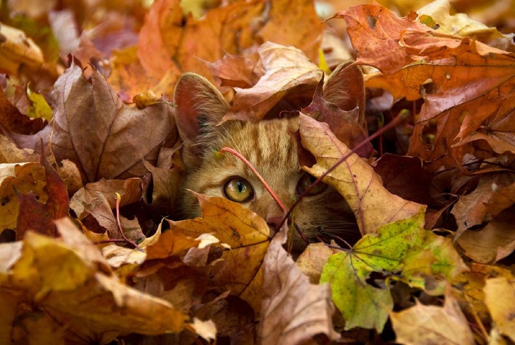 Cat Autumn Leaves 1008x675 Wallpaper teahub.io