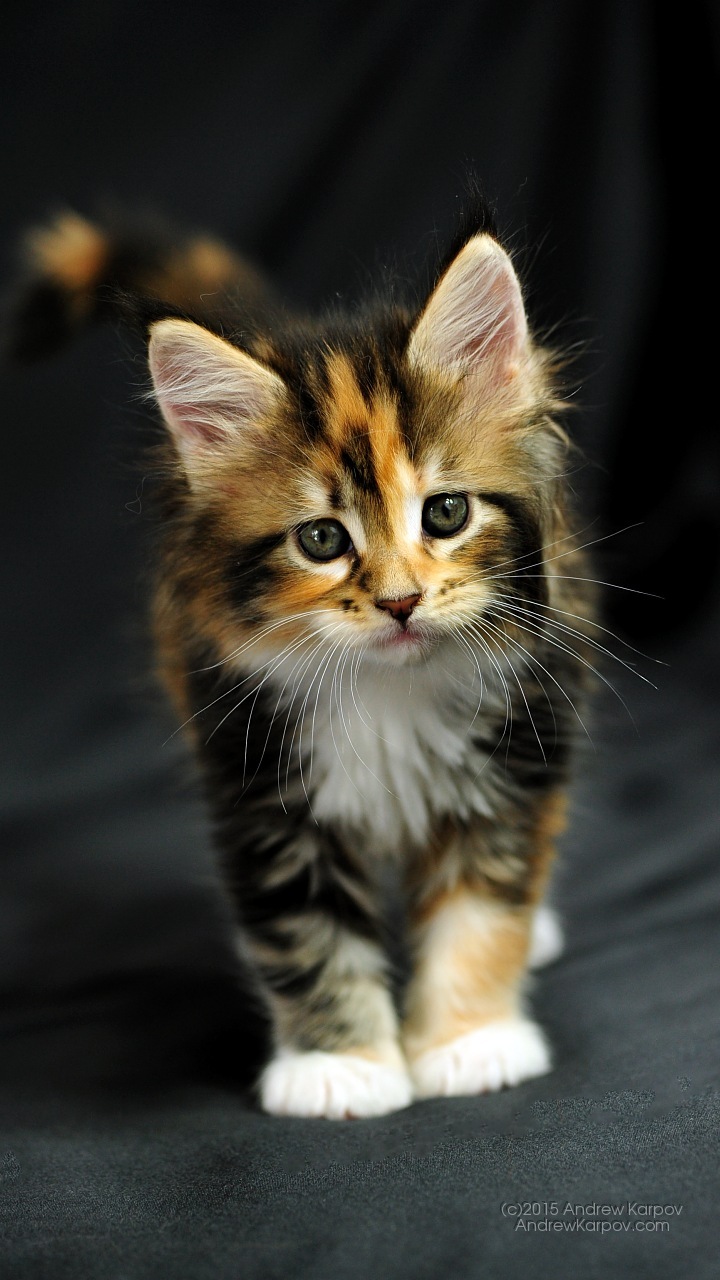 Amerika Cat Tunggal - Dog Vs Cat Facebook - HD Wallpaper 