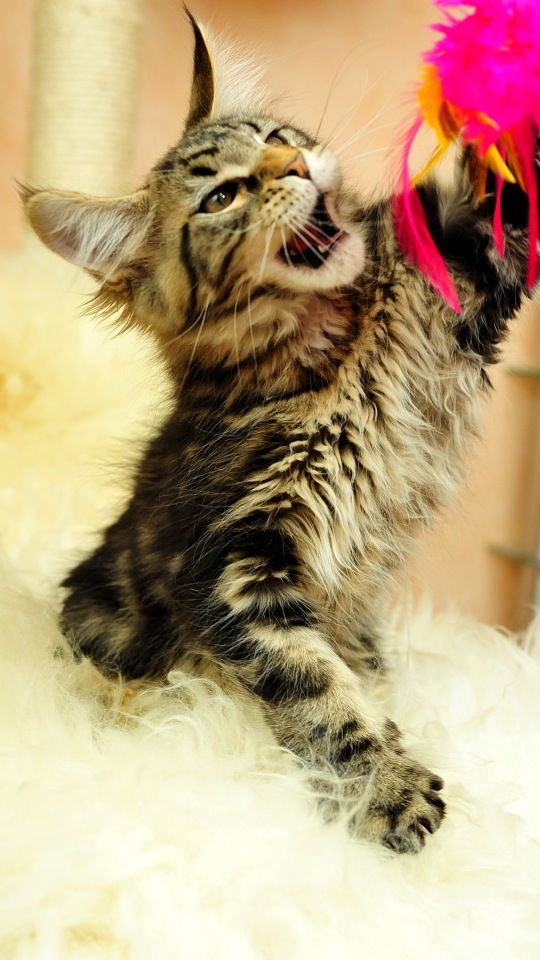 Wallpaper Ponsel Hd Free Download - Wallpaper - HD Wallpaper 