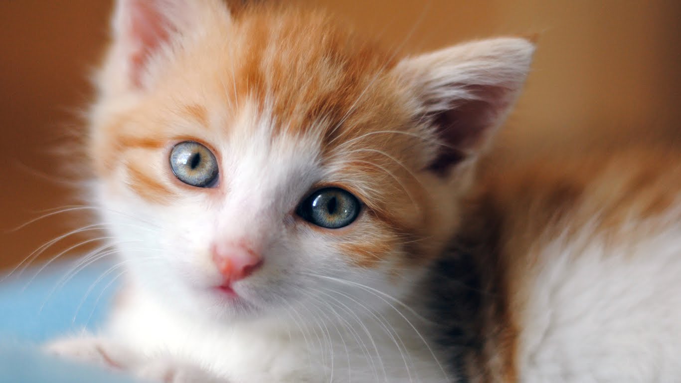 Adorable Kitten - Cute Cats Hd Wallpapers Free Download - HD Wallpaper 