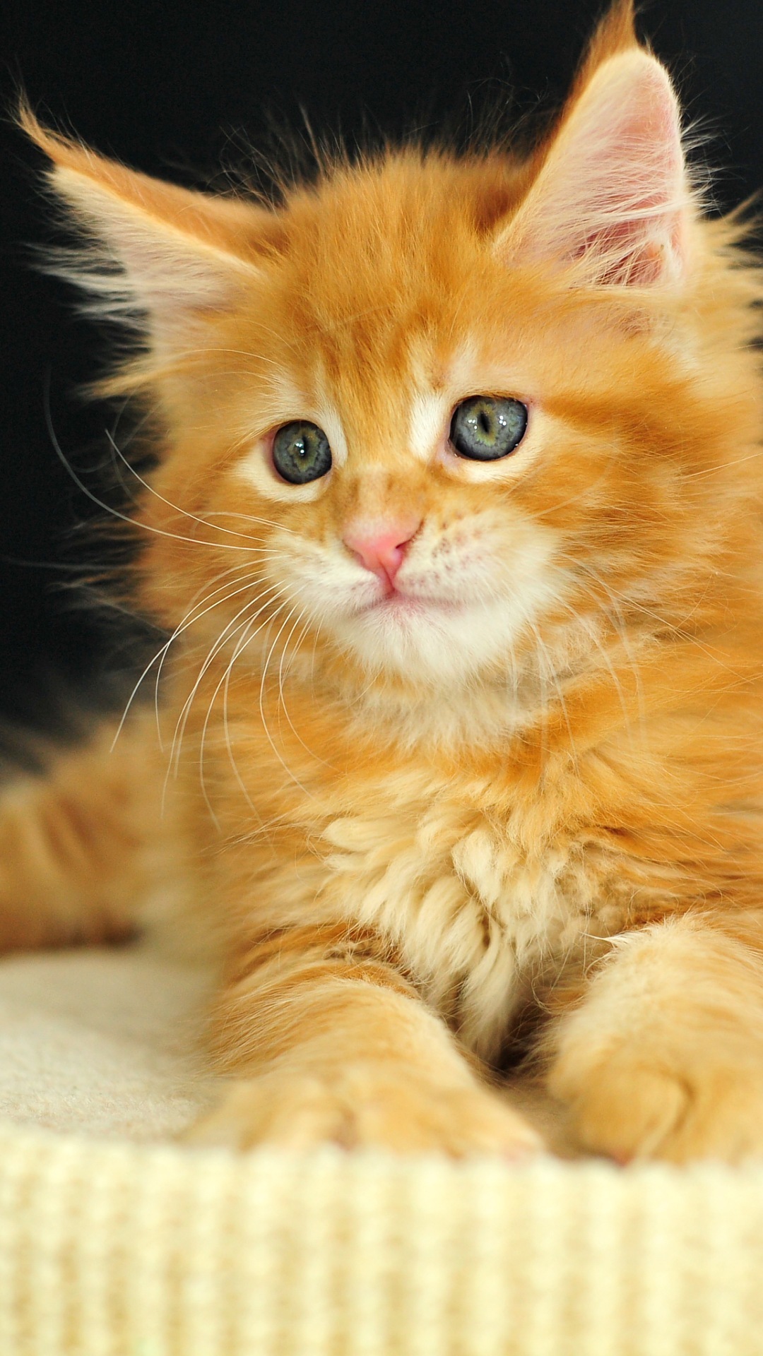 Latar Belakang Foto Yang Pembaur Gratis - Domestic Long-haired Cat - HD Wallpaper 