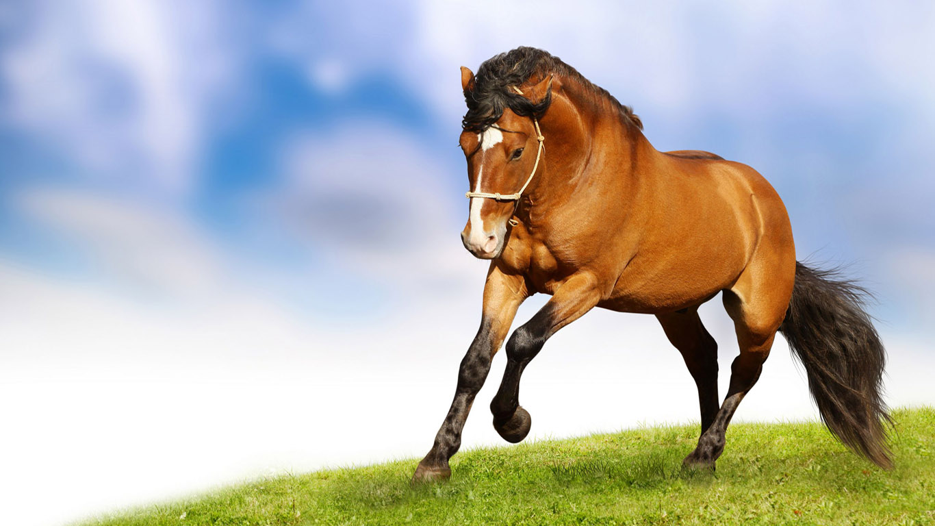 Binatang Wallpaper - Horse Images Hd Download - HD Wallpaper 