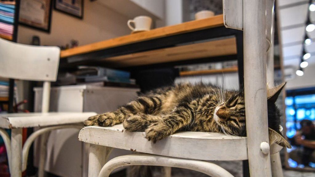 Kucing Tidur - Domestic Short-haired Cat - HD Wallpaper 