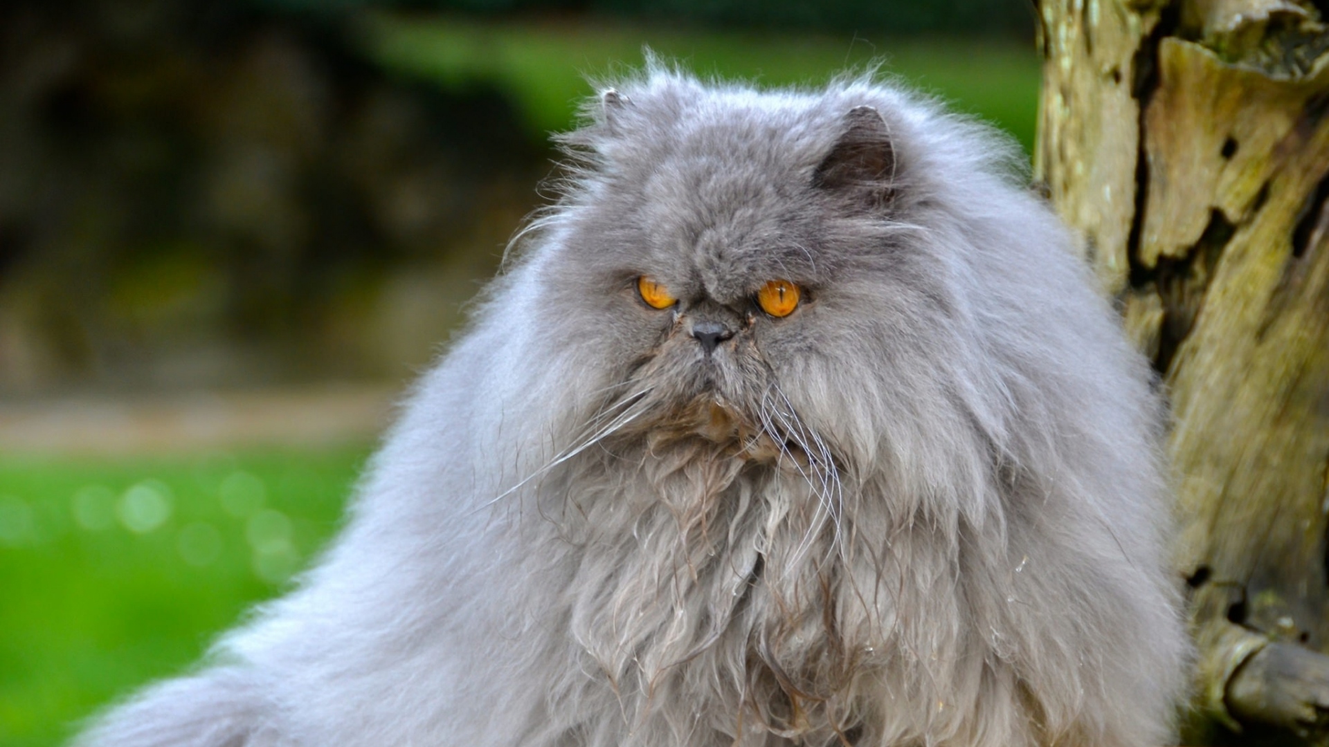 Full Hd 1080p Persian Cat Wallpapers Hd, Desktop Backgrounds - Persian Cat Hd - 1920x1080 Wallpaper Full Hd 1080p Persian Cat Wallpapers Hd, Desktop Backgrounds - Persian Cat Hd - 1920x1080 Wallpaper