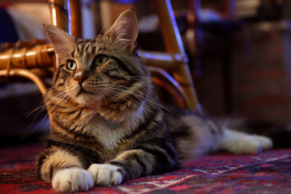 Tabby Cat - HD Wallpaper 