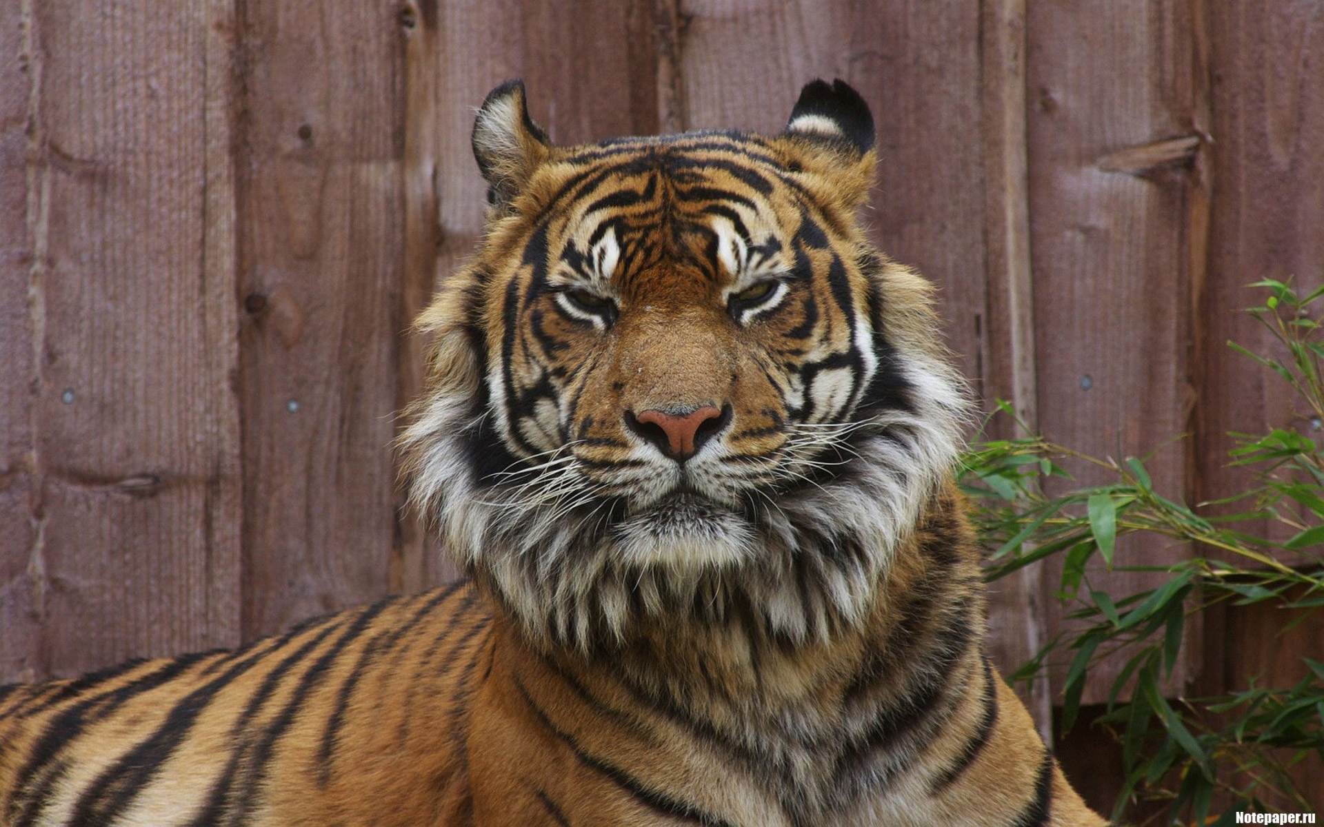 London Zoo - HD Wallpaper 