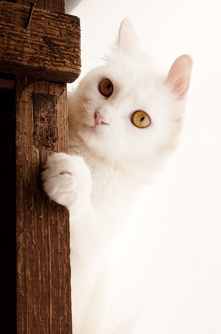 Turkish Angora - HD Wallpaper 