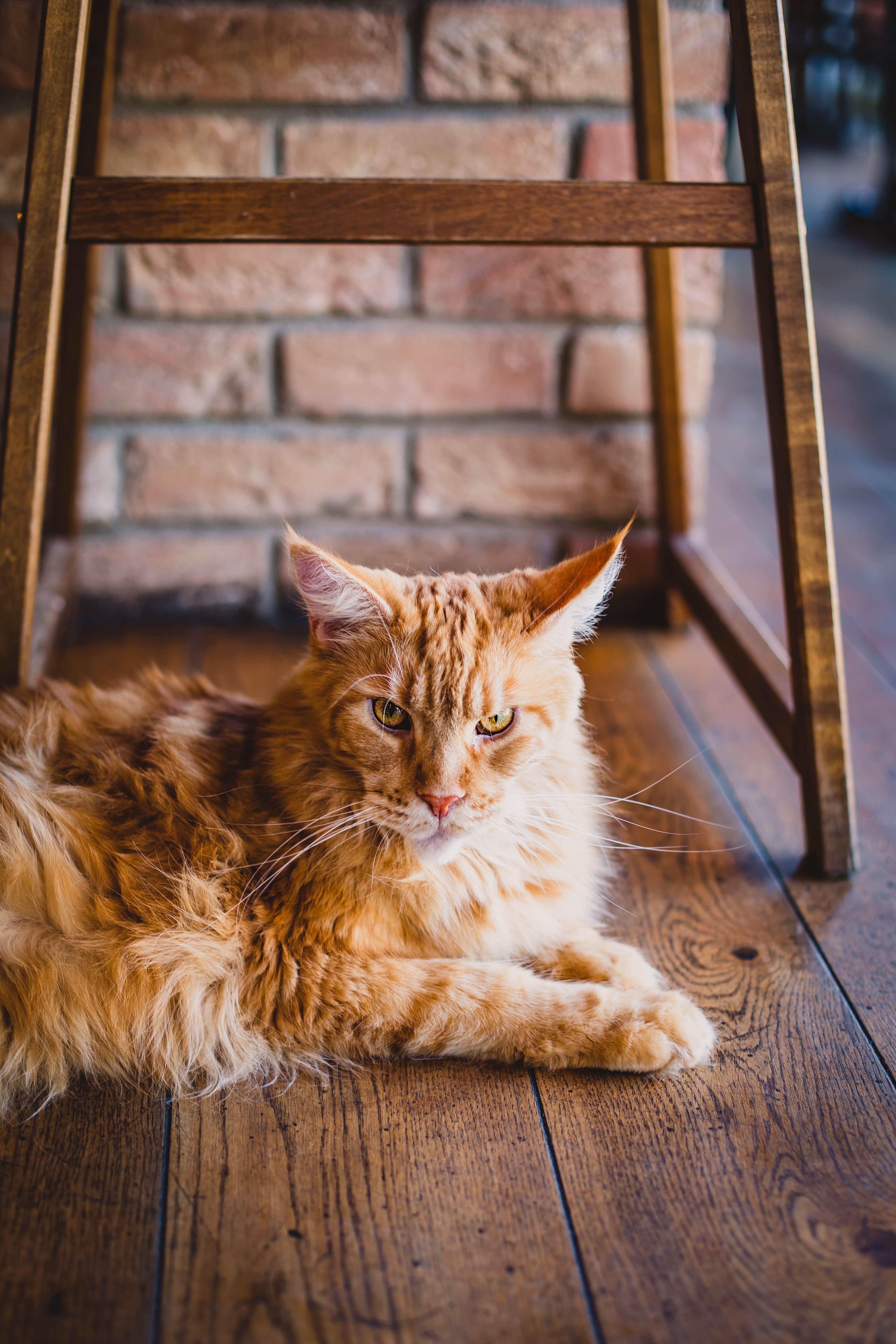 Gatos Maine Coon 4k - HD Wallpaper 