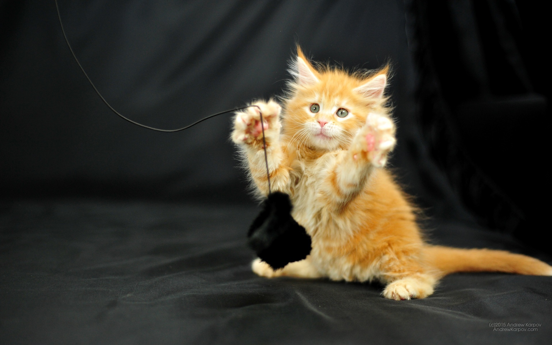 Wallpaper Hd Untuk Ponsel - Kitten - HD Wallpaper 