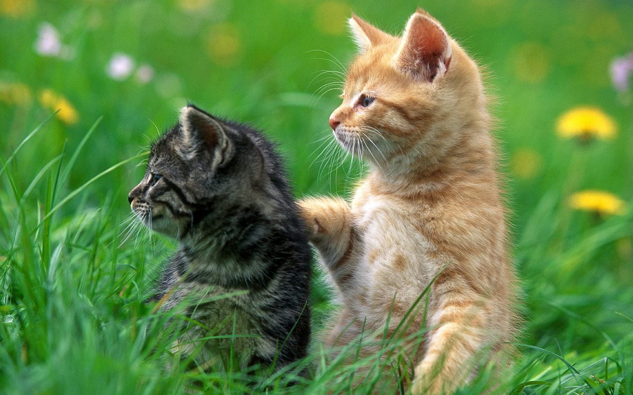 Anak Kucing Cute - Best Wallpaper Of Animal For Desktop - HD Wallpaper 
