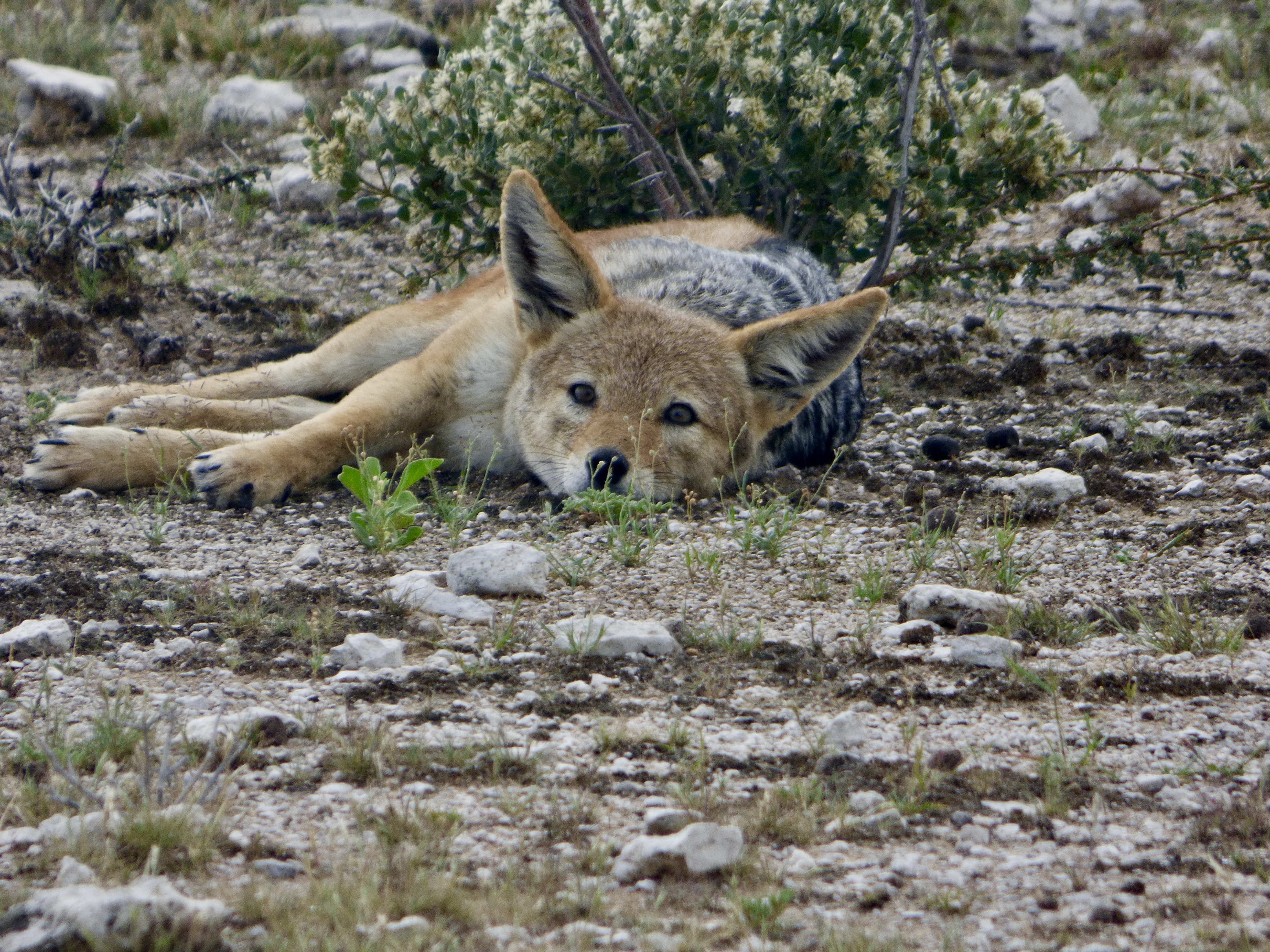 Swift Fox - HD Wallpaper 