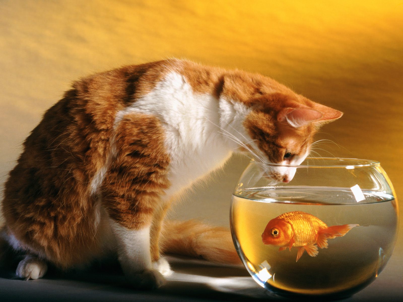 Cat And Fish Bowl - HD Wallpaper 