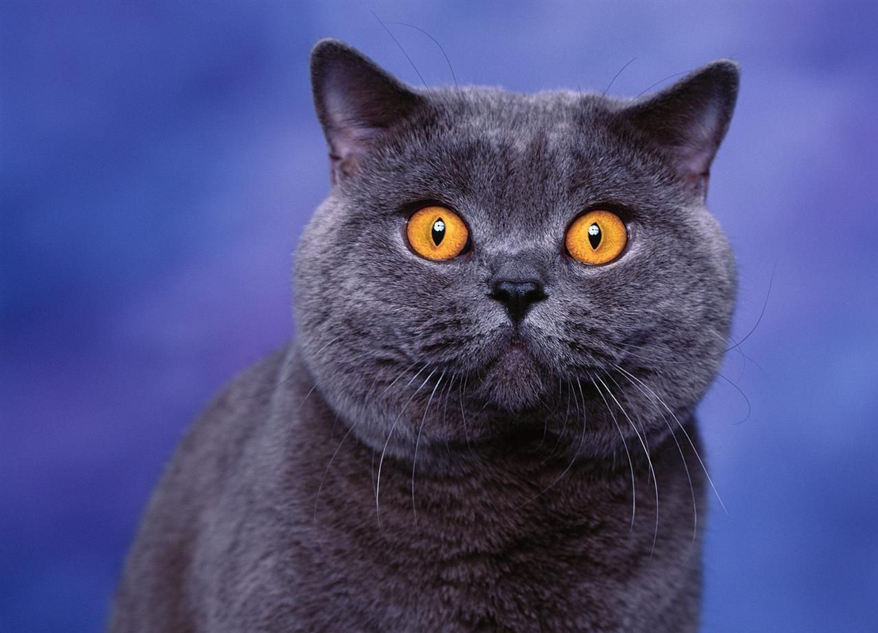 Cheshire Cat British Shorthair - HD Wallpaper 