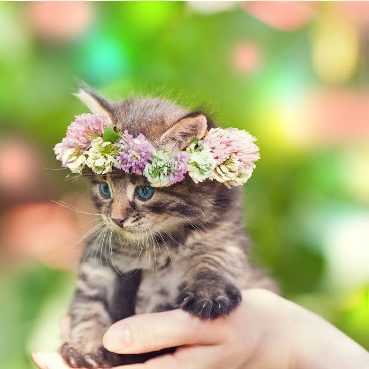 Cute Kittens With Flowers - HD Wallpaper 