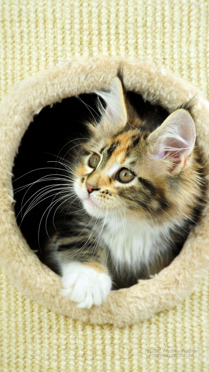 Wallpaper Kucing Lucu Hd - Samsung J1 Ace Lucu - 720x1280 Wallpaper - Wallpaper Kucing Lucu Hd - Samsung J1 Ace Lucu - 720x1280 Wallpaper -