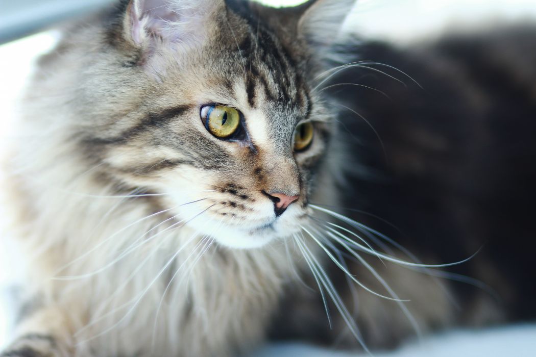 Maine Coon Wallpapers High Resolution - HD Wallpaper 