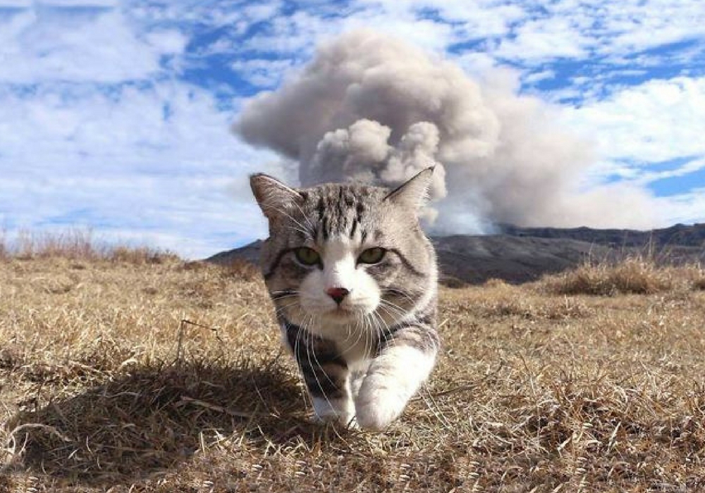 Nyankichi, Kucing Imut Yang Jago Pose Di Depan Kamera - Cool Cats Don T Look At Explosions - HD Wallpaper 