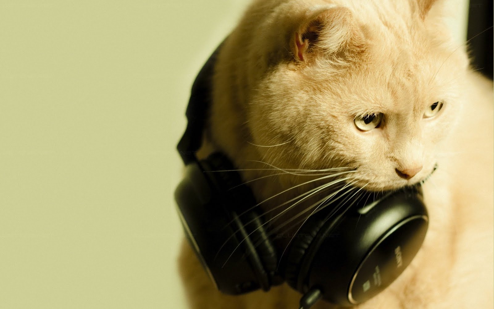 Gambar Gambar Kucing Foto Kucing Lucu Wallpaper Kucing Cat Headphones 1600x1000 Wallpaper Teahub Io