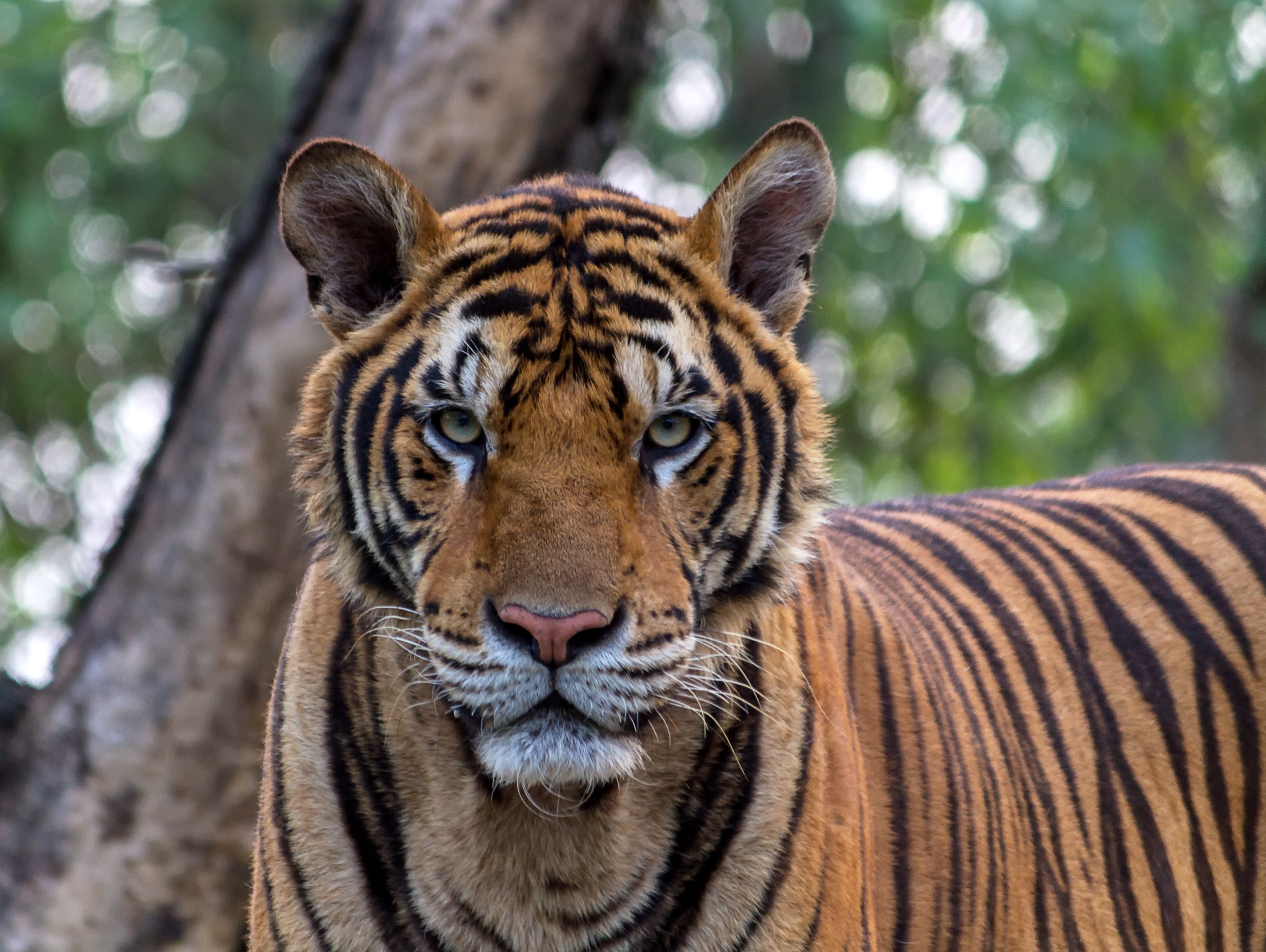 Pretty Animals 3014x2268 Wallpaper teahub.io