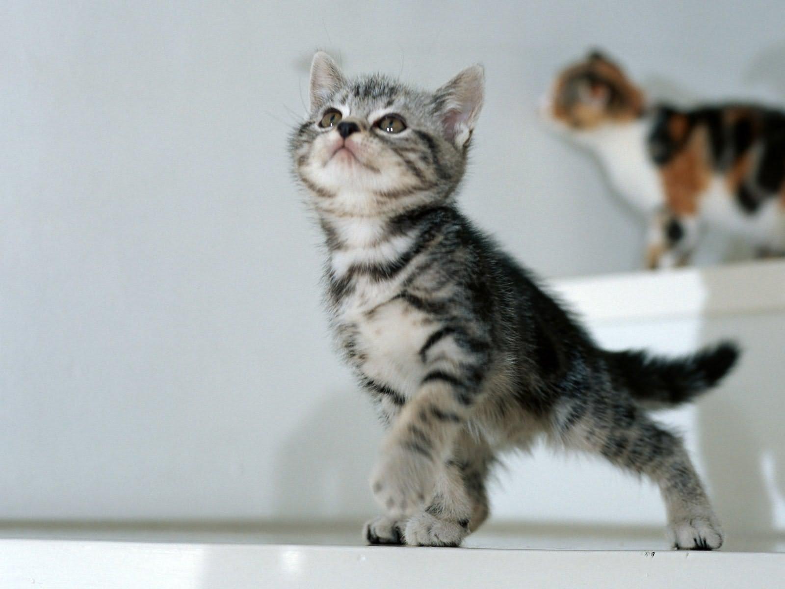 Anak Kucing, Bayi, Melihat - Editor De Imagem Online - HD Wallpaper 