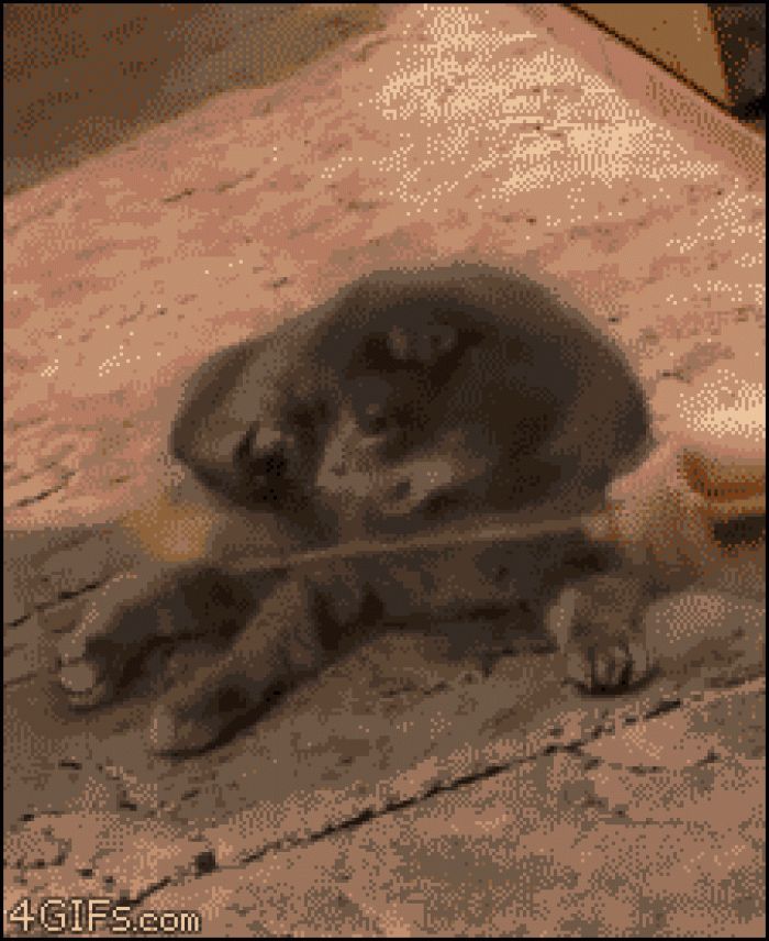 Omg It Was You Cat Gif - HD Wallpaper 