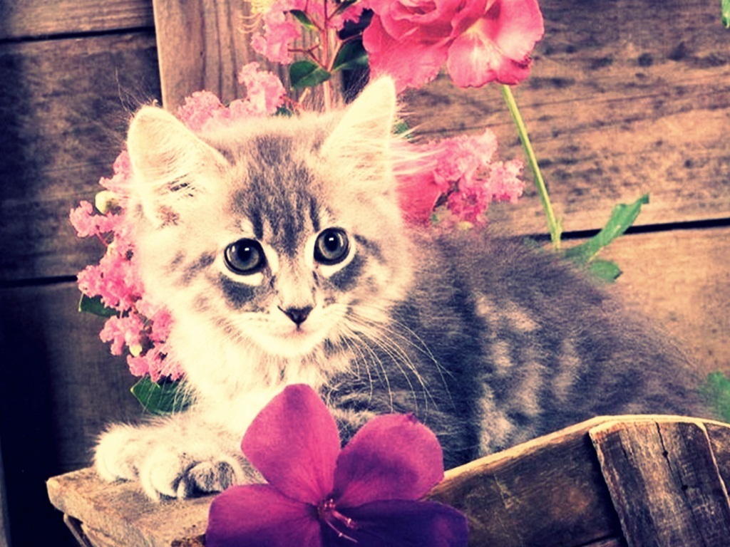 Cute Kitten - Cute Kittens Wallpaper Cute Cats - HD Wallpaper 