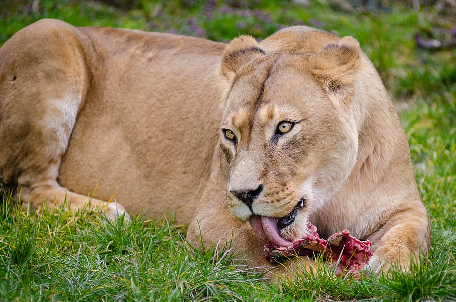 Animals That Eat Flesh - 910x603 Wallpaper Animals That Eat Flesh - 910x603 Wallpaper
