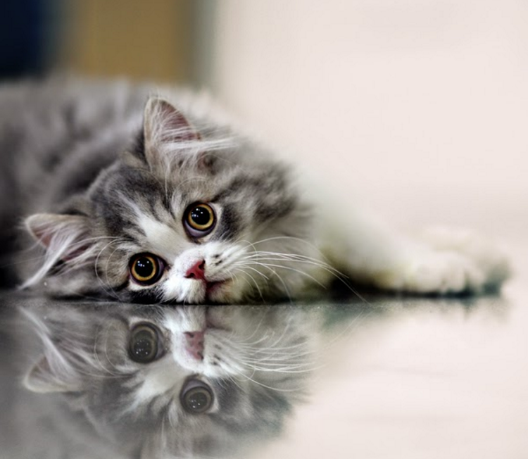 Http - //3 - Bp - Blogspot - Com/ - Cat Image I Miss U - HD Wallpaper 