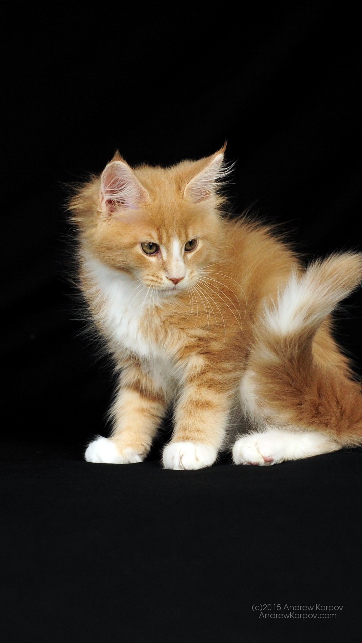 Menakjubkan Ramah Baka Kucing Yang Menakjubkan - Tapety Na Lenovo K6 Note - HD Wallpaper 