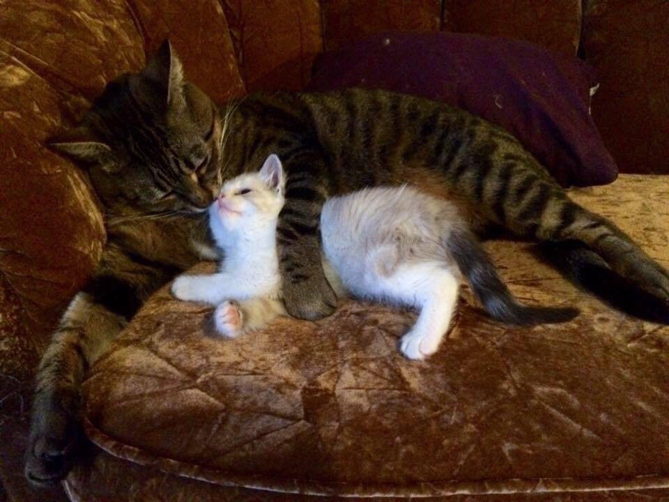Cat, Cats And Funny - Kitten - HD Wallpaper 