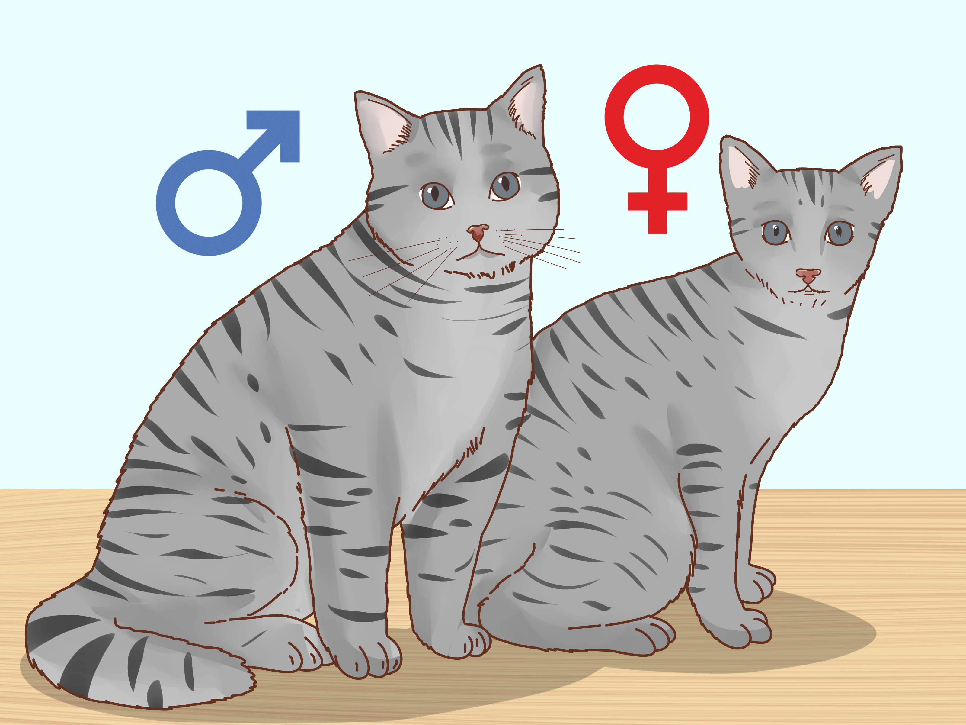 Image Titled Determine The Sex Of A Kitten Step - Gender Differences Indeedee Male Pokemon - HD Wallpaper 