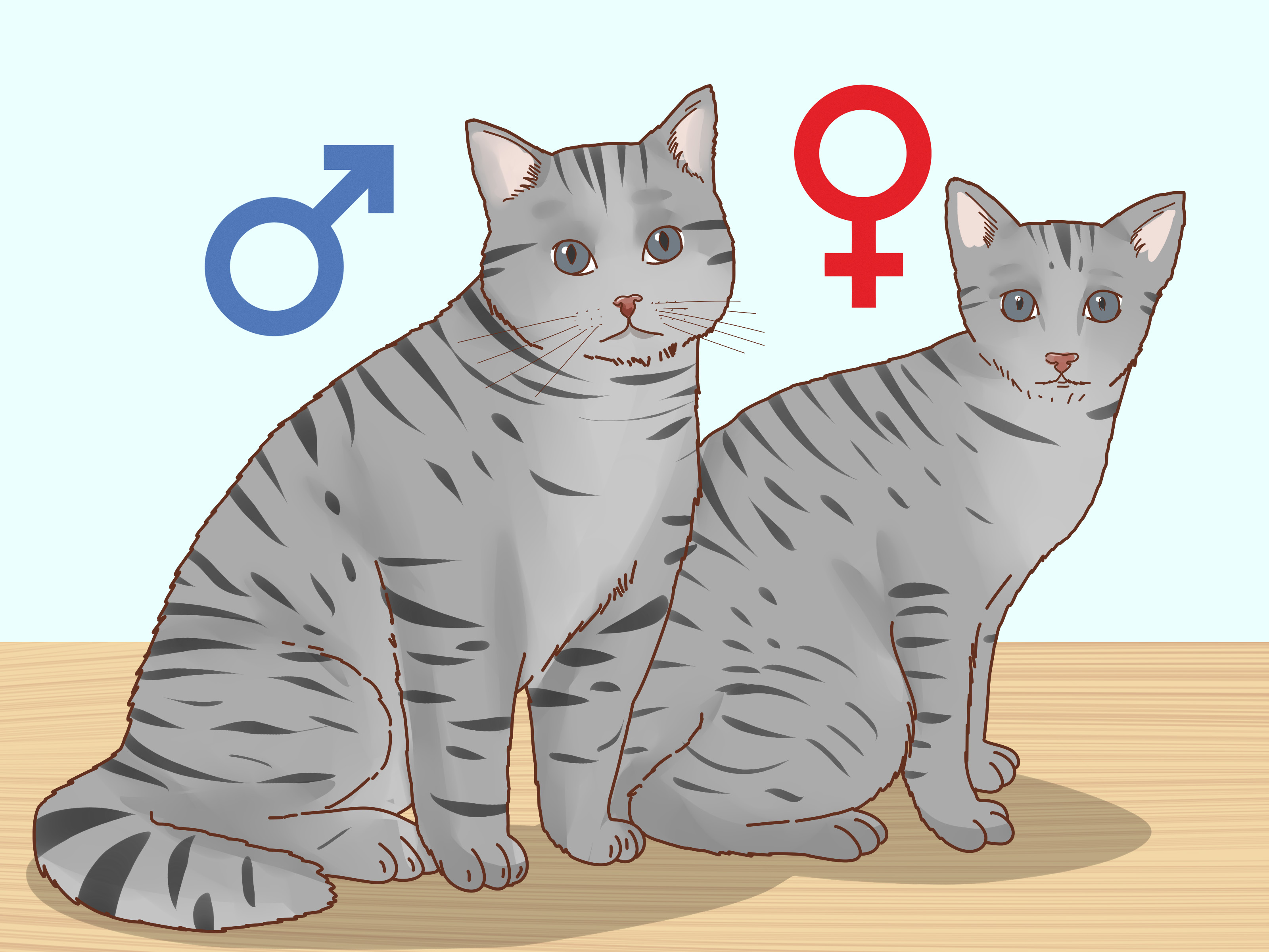 Image Titled Determine The Sex Of A Kitten Step - Gender Differences Indeedee Male Pokemon - HD Wallpaper 