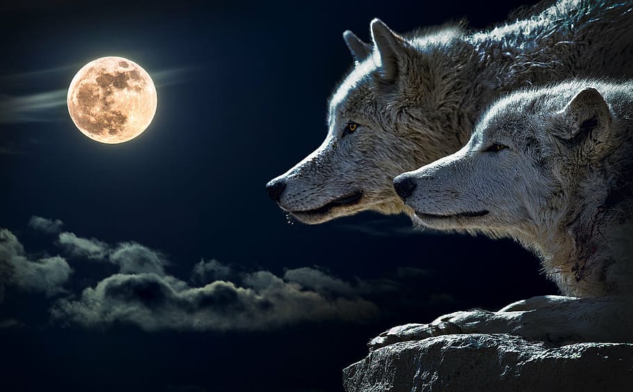 Dua, Serigala, Mencari, Penuh, Wallpaper Bulan, Serigala - Two Wolves And Moon - HD Wallpaper 