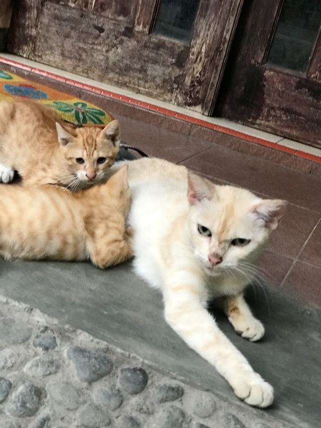 Domestic Short-haired Cat - HD Wallpaper 