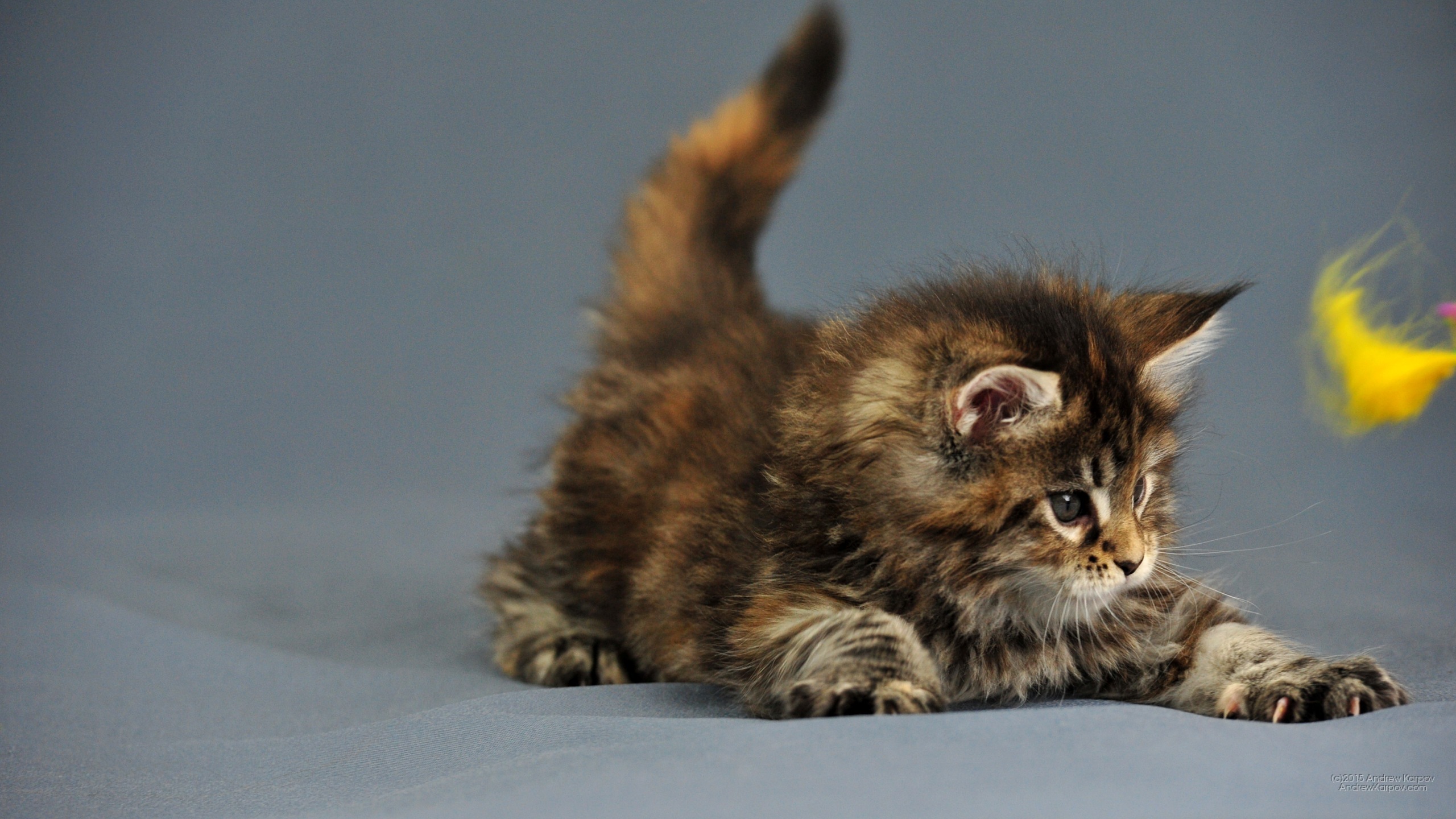 Kertas Dinding Yang Mempesonakan Untuk Desktop Ini - Картинки За Десктоп Животни - HD Wallpaper 