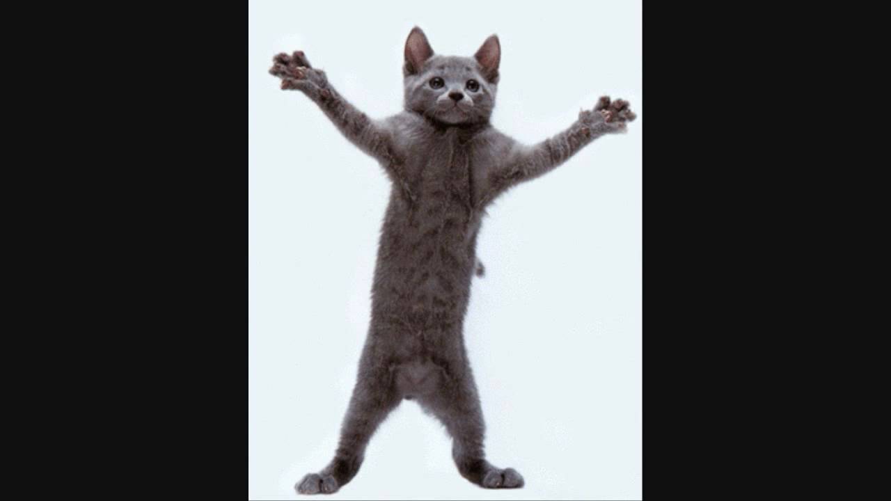 Dancing Cat Meme Gif - HD Wallpaper 