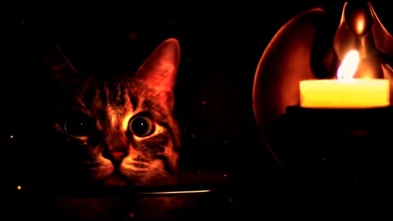 Tabby Cat - HD Wallpaper 