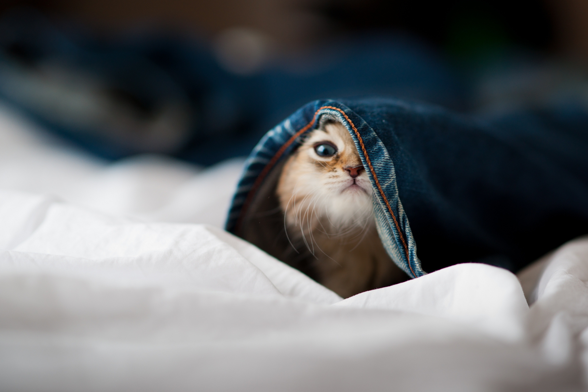 Wallpaper Kitten, Face, Jeans, Playful, Peek - لسطح المكتب عالية الدقة خلفيات كمبيوتر - HD Wallpaper 