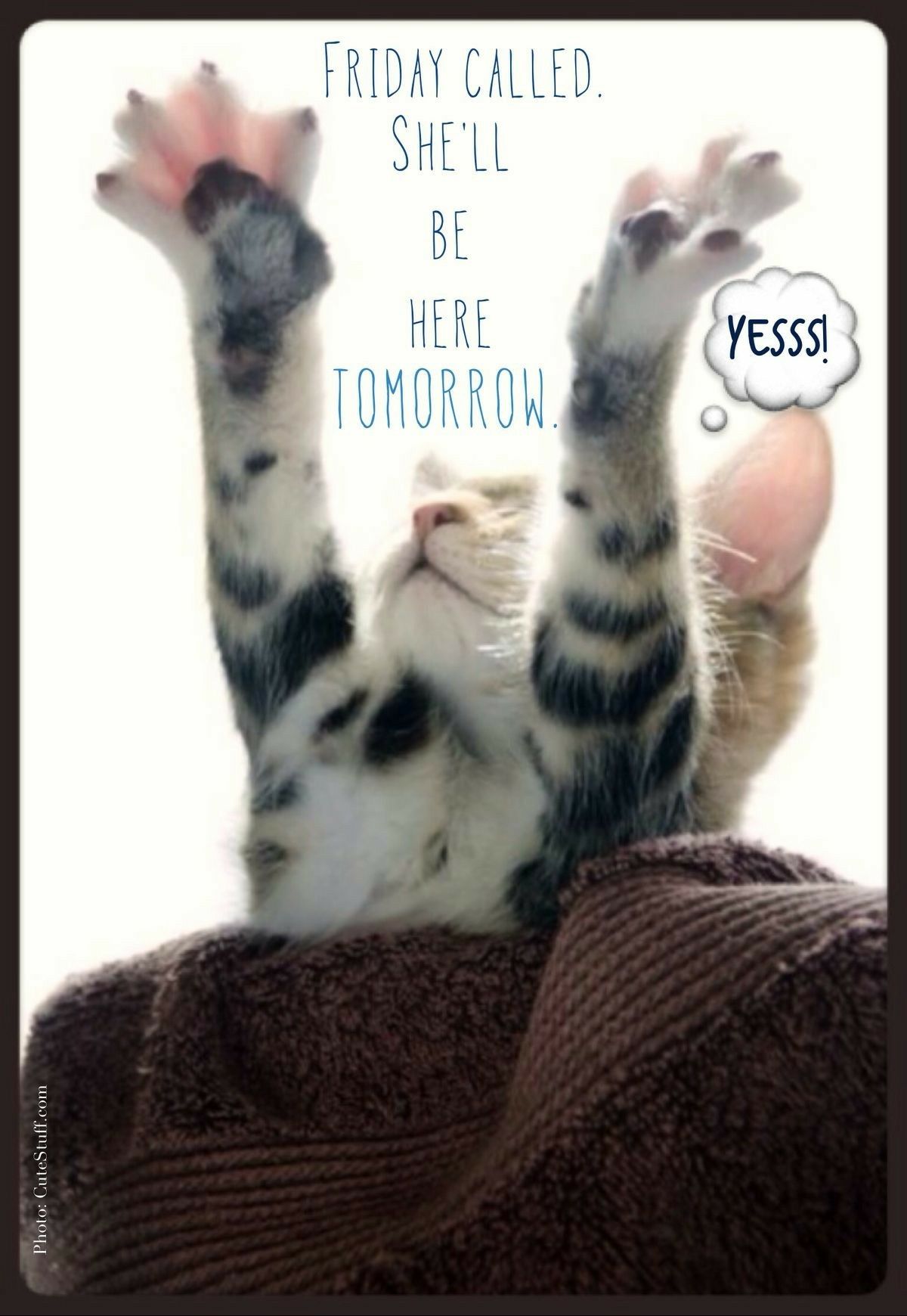 Wallpaper Kucing Lucu Bergerak Gif - 1200x1740 Wallpaper - teahub.io