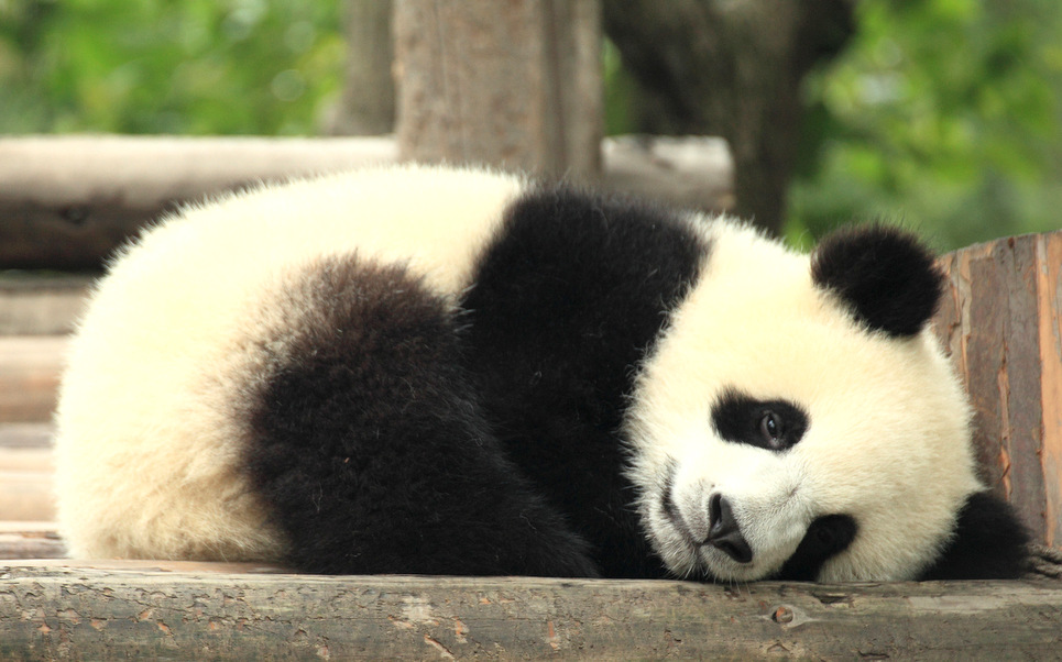 Cute Panda Bears Baby Panda Full Body 965x602 Wallpaper Teahub Io Cute Panda Bears Baby Panda Full Body 965x602 Wallpaper Teahub Io