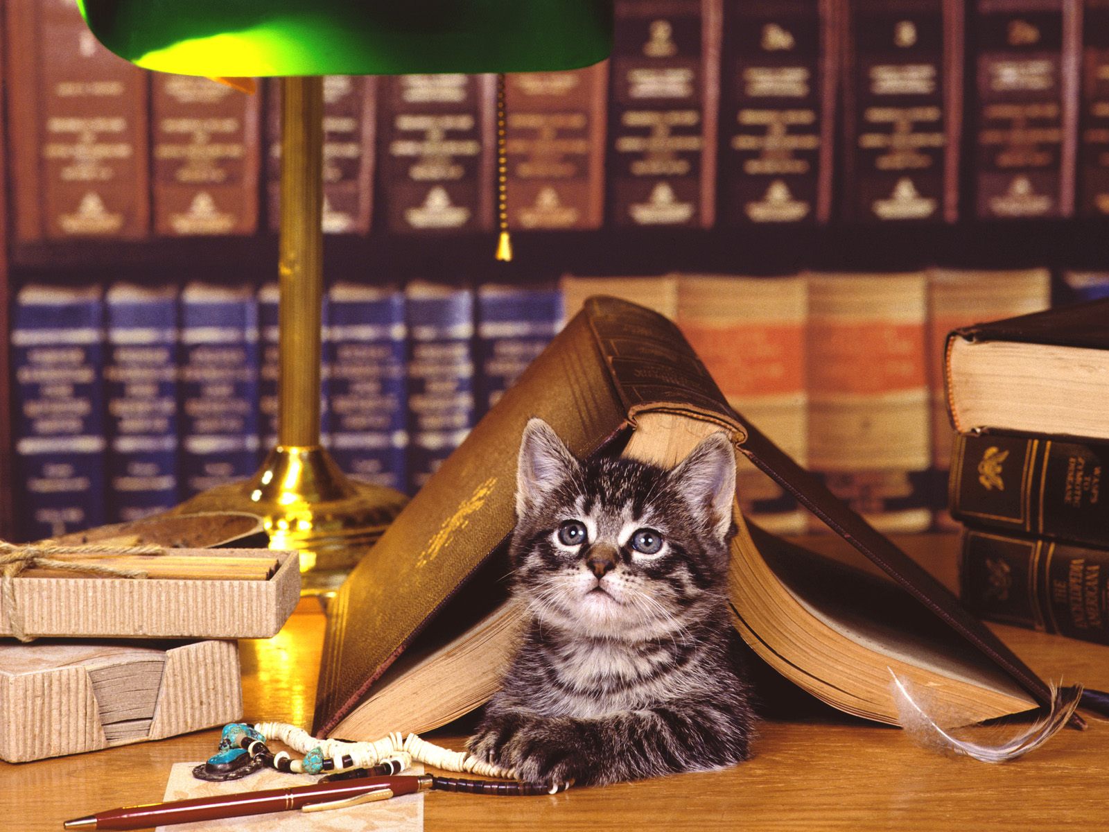 Cat Under A Book - HD Wallpaper 
