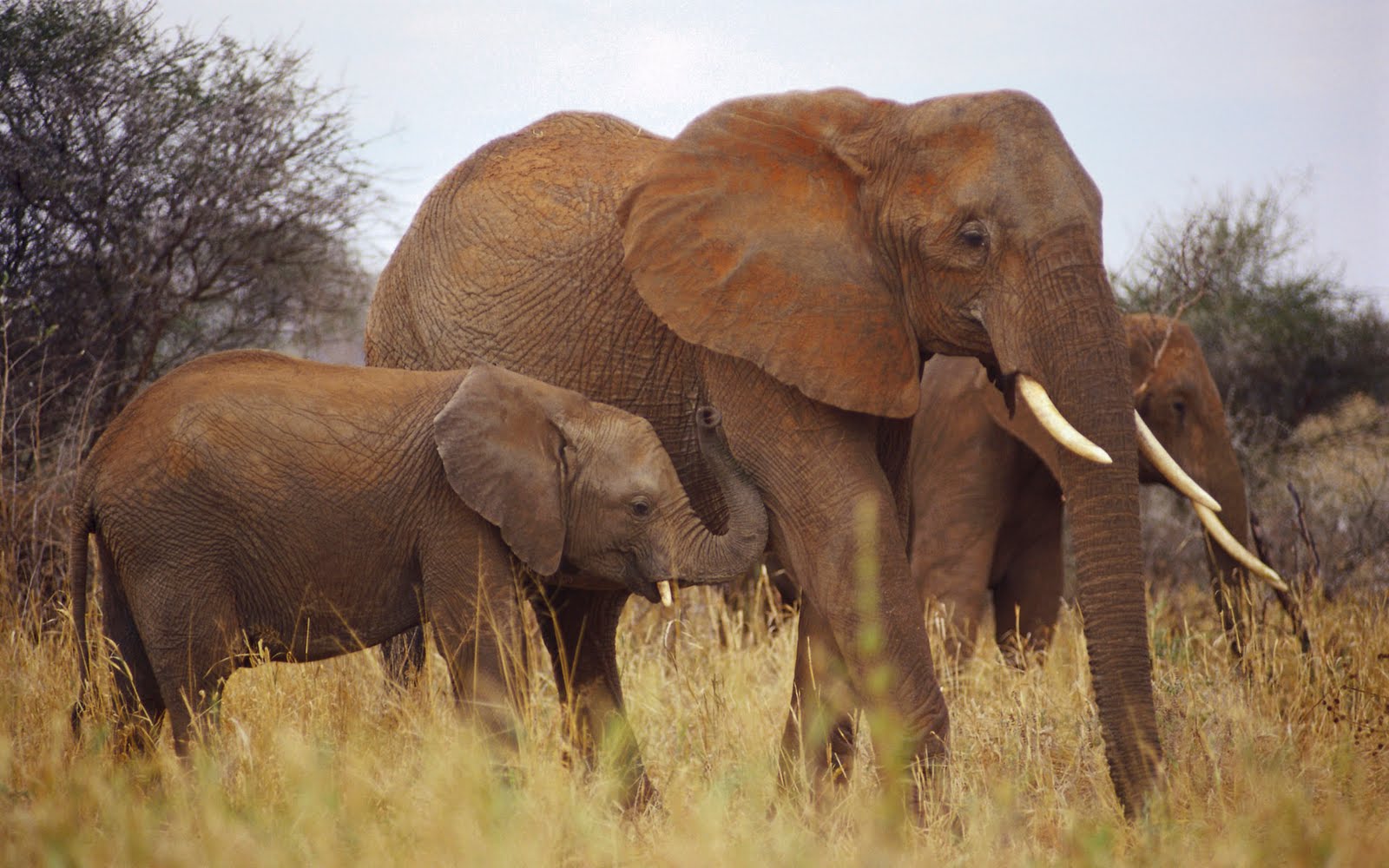 Gambar Afrika, Wallpaper Kehidupan Binatang Liar - Wild Animals - HD Wallpaper 
