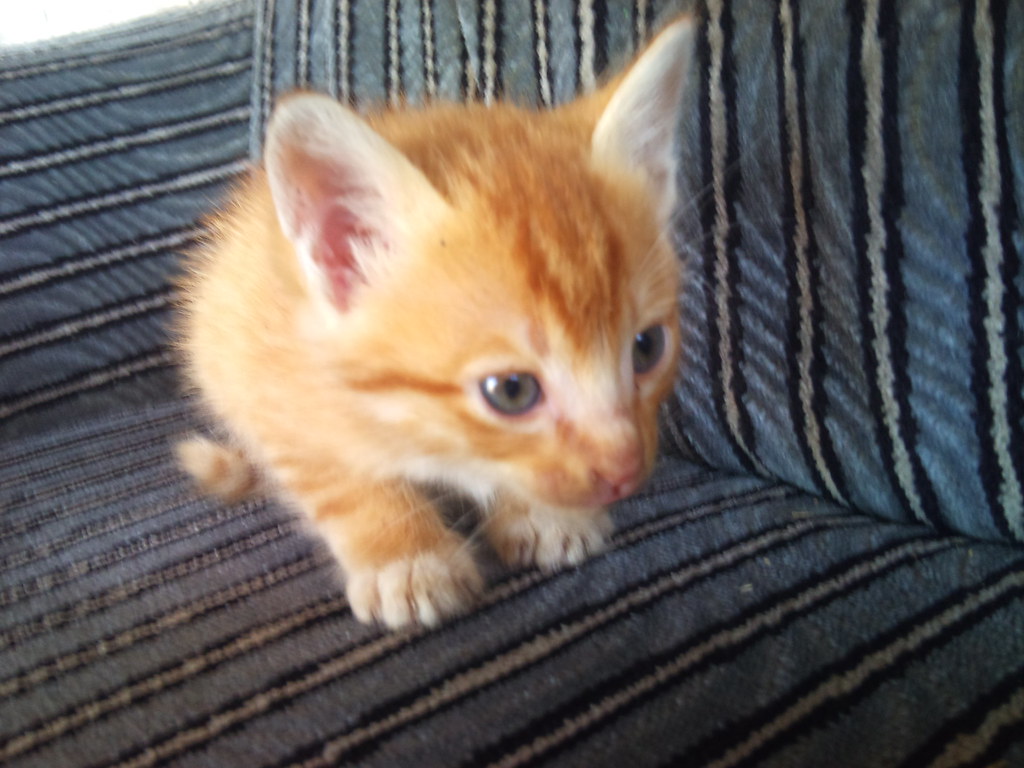 Kitten - HD Wallpaper 