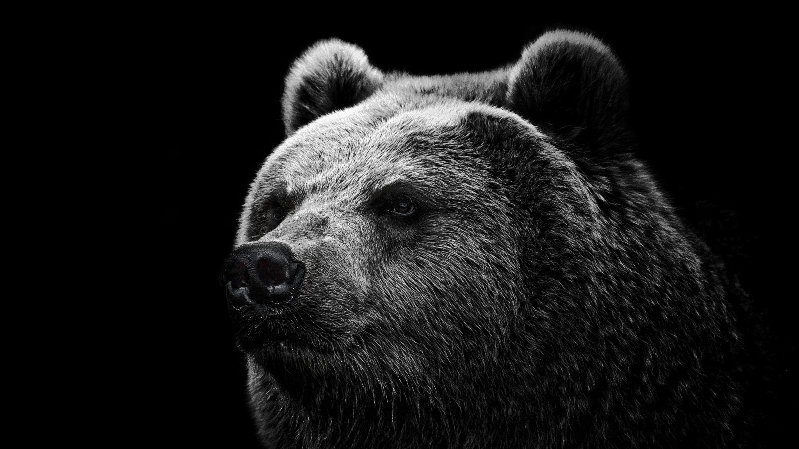 Grizzly Bear - Bear Wallpaper 4k - HD Wallpaper 