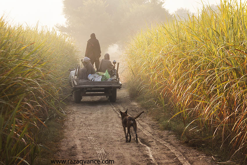 Landscape And Life Of Pakistan - Village Beauty Of Pakistan - HD Wallpaper 