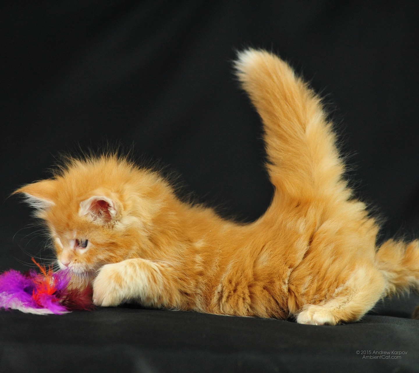 O Xfinit - Maine Coon - HD Wallpaper 